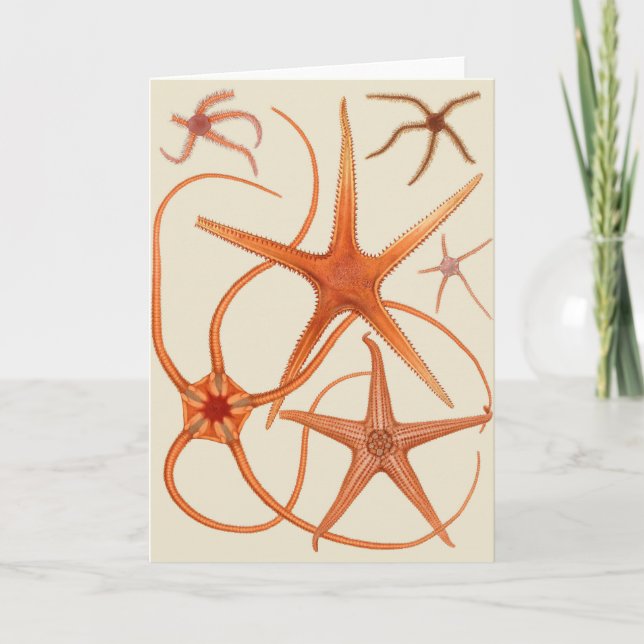 Vintage Starfish Illustration Card (Front)