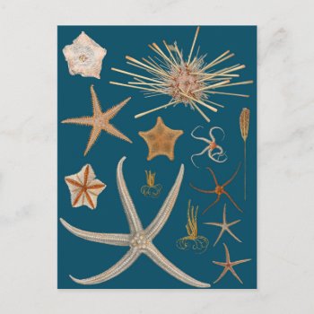 Vintage Starfish Postcard by ThinxShop at Zazzle
