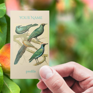 vintage starlings and mynah birds business card