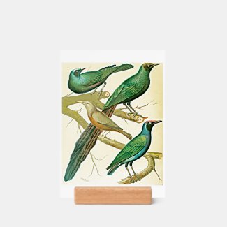 vintage starlings and mynah birds 