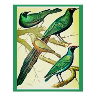 vintage starlings and mynah birds 