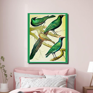 vintage starlings and mynah birds  poster