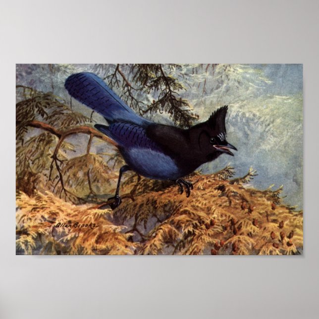 Vintage Steller's Jay Bird Art Poster (Front)
