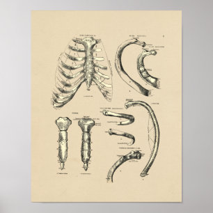 Vintage Sternal Anatomy 1880 Print