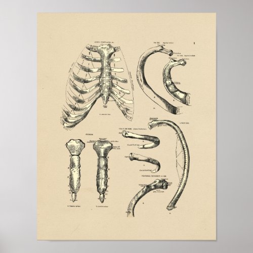 Vintage Sternal Anatomy 1880 Print