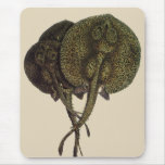 Vintage Sting Rays Stingrays, Marine Life Animals Mouse Pad