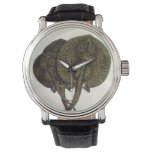 Vintage Sting Rays Stingrays, Marine Life Animals Watch