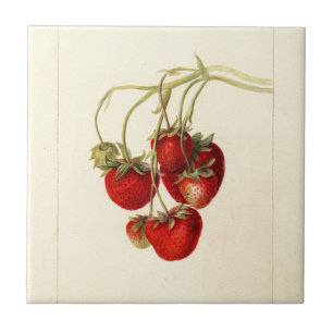 Vintage Strawberries Drawing Art Ceramic Tile