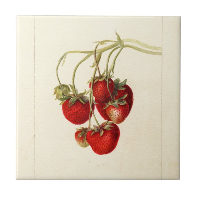 Vintage Strawberries Drawing Art Ceramic Tile (Front)
