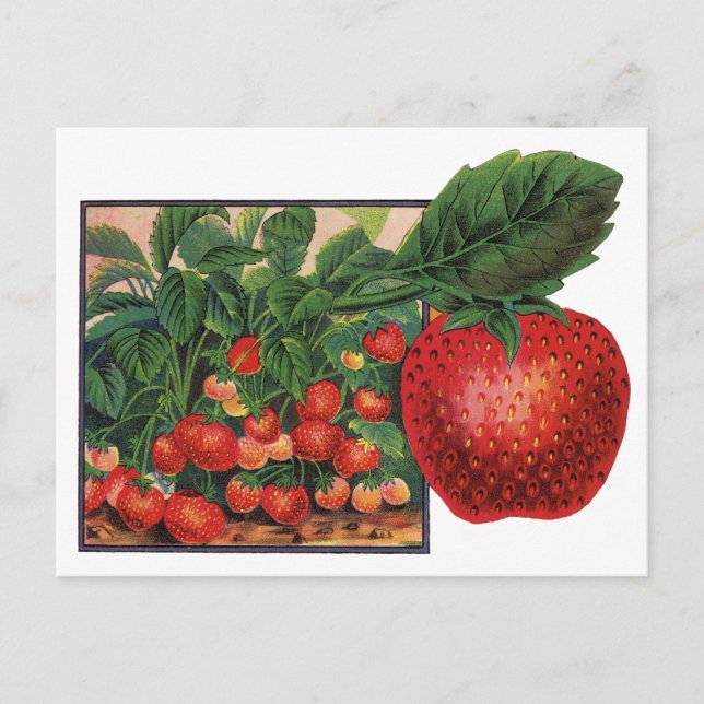 Vintage Strawberries, Strawberry Plants on a Farm Postcard (Front)