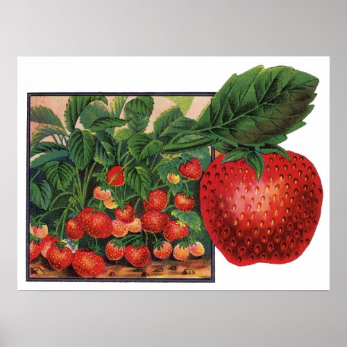 Vintage Strawberries, Strawberry Plants on a Farm