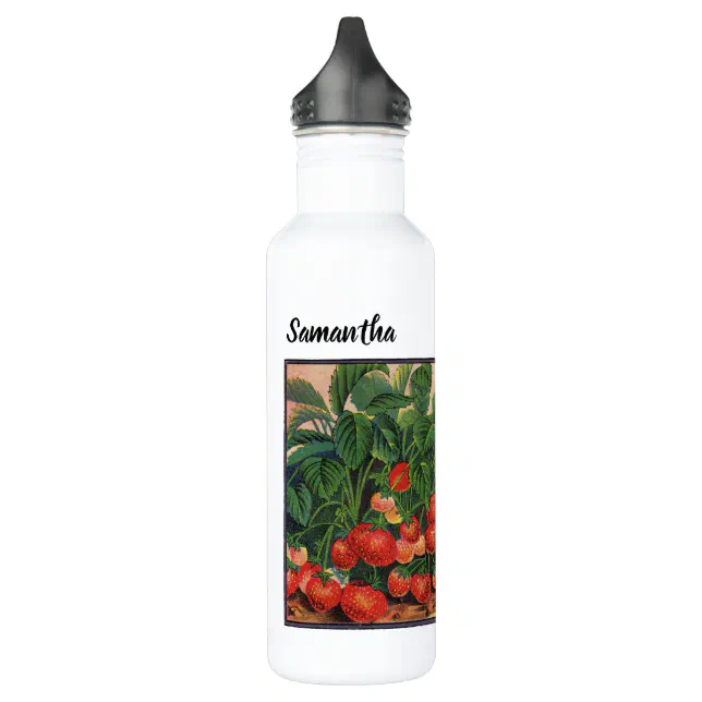 View of Vintage Strawberries, Strawberry Plants on a Farm Stainless Steel Water ...