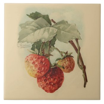 Vintage Strawberries Tile by Past_Impressions at Zazzle
