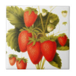 Vintage strawberries with green leaves ceramic tile<br><div class="desc">Vintage strawberries with green leaves - an antique graphic illustration featuring some ripe and unripe strawberries with green leaves . It has nice early summer feel . You can personalize this ceramic tile with your monogram/text /logo . The original image was published in a book " The fruits of America...</div>