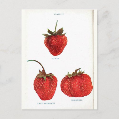 Vintage Strawberry Botanical Print Postcard