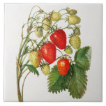 Vintage Strawberry Branch Ceramic Tile<br><div class="desc">Vintage strawberry branch illustration from U.S. Department of Agriculture Pomological Watercolor Collection. National Agricultural Library.</div>