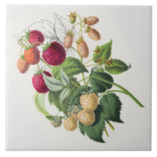 Vintage strawberry ceramic tile