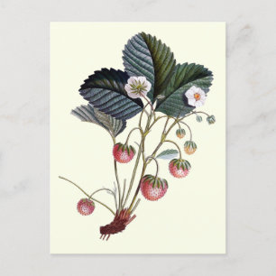 Vintage Strawberry Fruit Plant with Leaves  Postcard