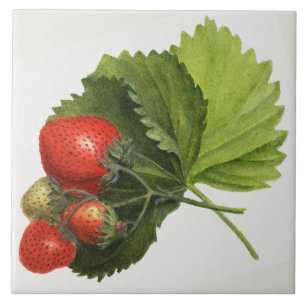 Vintage Strawberry Illustration  Ceramic Tile
