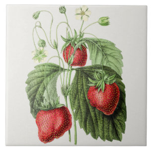 Vintage Strawberry Illustration Ceramic Tile