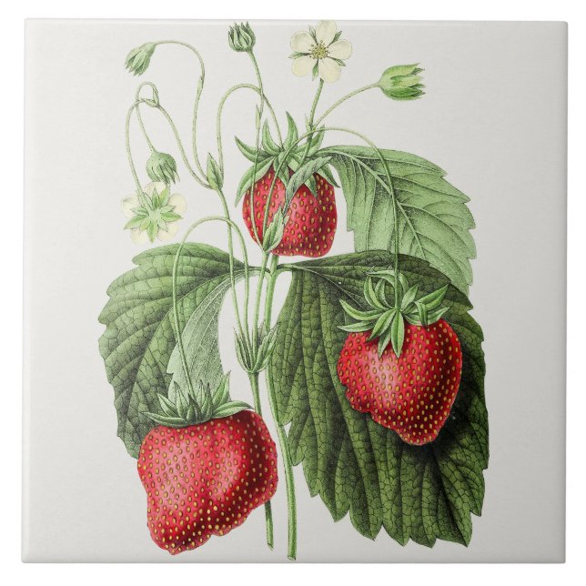 Vintage Strawberry Illustration  Ceramic Tile (Front)
