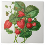 Vintage Strawberry Illustration  Ceramic Tile<br><div class="desc">Vintage illustration of strawberry bushes with bright juicy red berries and green leaves.</div>