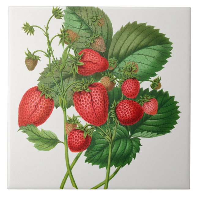 Vintage Strawberry Illustration  Ceramic Tile (Front)