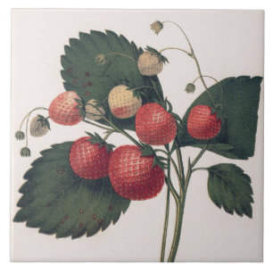 Vintage Strawberry Illustration Ceramic Tile