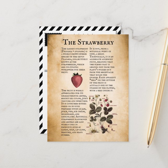 Vintage Strawberry Information Postcard (Front/Back In Situ)