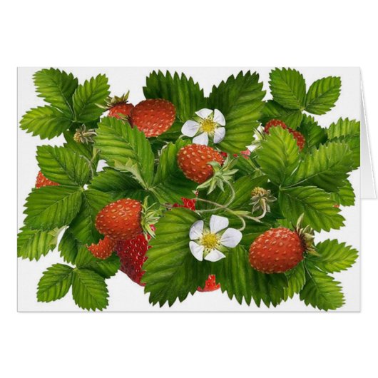 Vintage Strawberry Plant Cards (Front Horizontal)