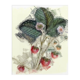 Vintage Strawberry Plant Flowers Watercolor Acrylic Print