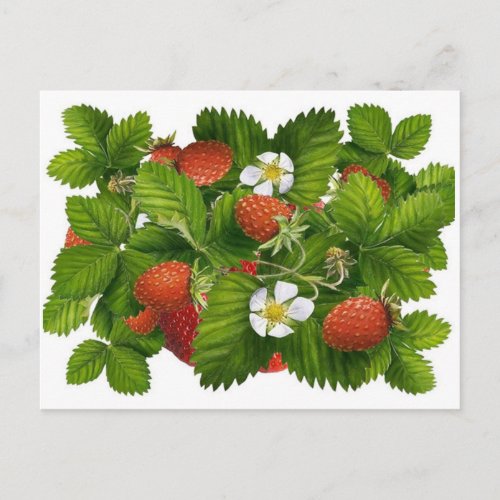 Vintage Strawberry Plant Postcard