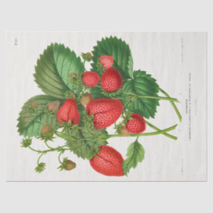 Vintage Strawberry Tissue Paper