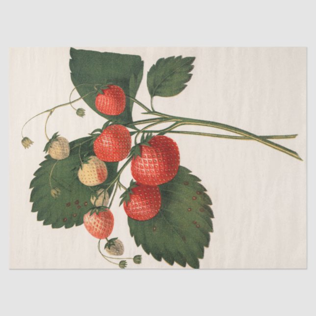 Vintage Strawberry Tissue Paper (Front)