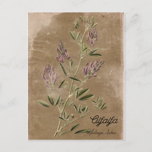 Vintage Style Alfalfa Plant Postcard