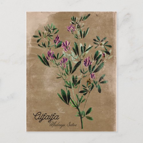 Vintage Style Alfalfa Postcard