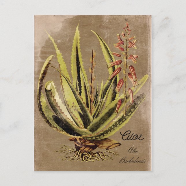 Vintage Style Aloe Plant Postcard (Front)