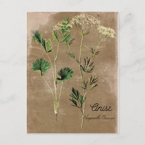 Vintage Style Anise Herb Postcard