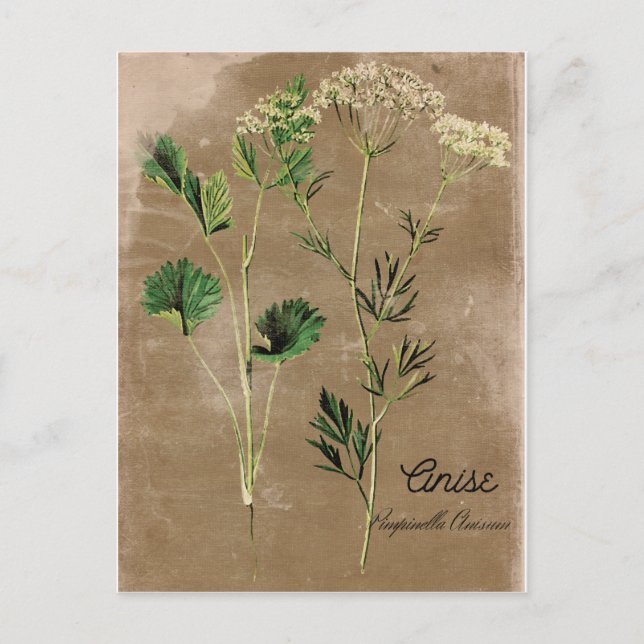 Vintage Style Anise Herb Postcard (Front)
