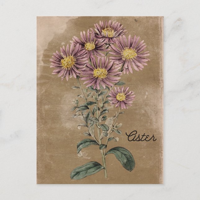Vintage Style Aster Flower Postcard (Front)