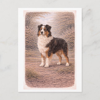 Vintage-Style Australian Shepherd Postcard