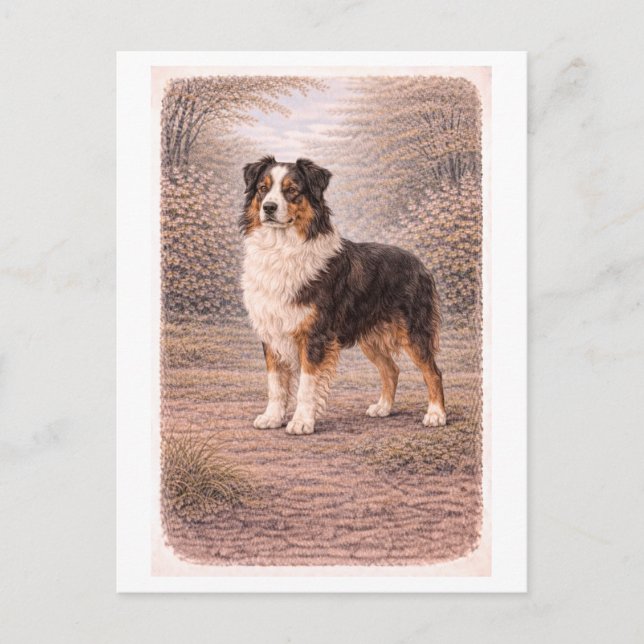 Vintage-Style Australian Shepherd Postcard (Front)