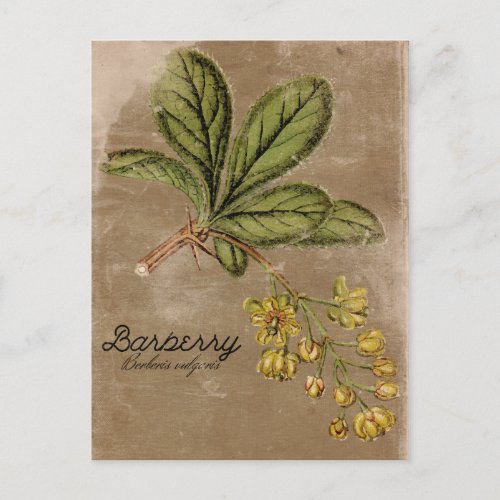 Vintage Style Barberry Bush Plant Postcard