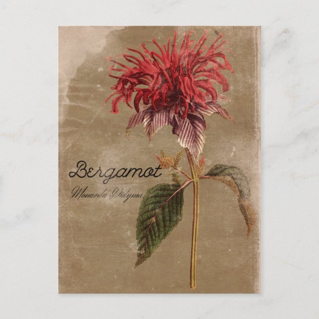 Vintage Style Bergamot Plant Flower Postcard (Front)