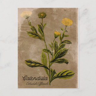 Vintage Style Calendula Flower Postcard