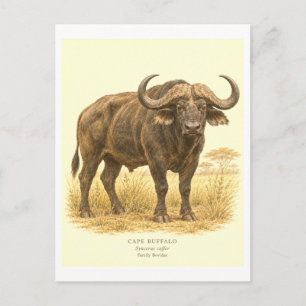 Vintage-Style Cape Buffalo Illustration Postcard