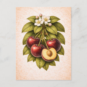 Vintage-Style Cherry Botanical Illustration Postcard