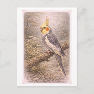 Vintage-Style Cockatiel Illustration Postcard