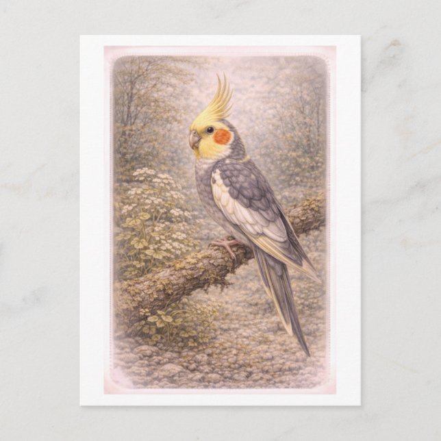 Vintage-Style Cockatiel Illustration Postcard (Front)
