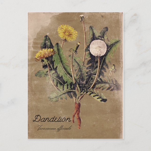 Vintage Style DandelionFlower Post Card (Front)